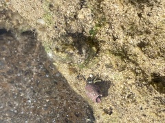 Calcinus guamensis