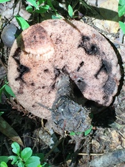 Tylopilus griseocarneus