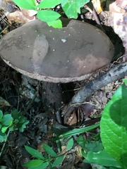 Tylopilus griseocarneus