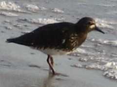 Arenaria melanocephala