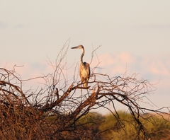Ardea goliath