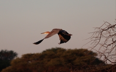 Ardea goliath