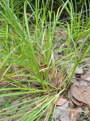 Carex ochrosaccus