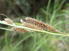 Carex ochrosaccus