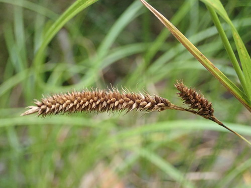 Carex ochrosaccus