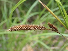 Carex ochrosaccus