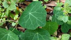 Stephania cephalantha