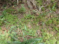 Mniodendron colensoi