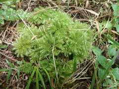 Mniodendron colensoi