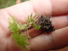 Mniodendron colensoi