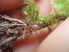 Mniodendron colensoi