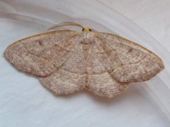 Lambdina pellucidaria