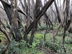 Eucalyptus pauciflora niphophila