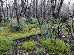 Eucalyptus pauciflora niphophila