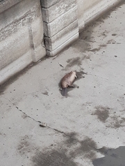 Castor canadensis