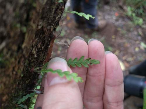 Graceful kihifern (Adenophorus pinnatifidus)