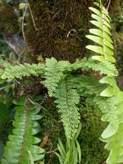 Adenophorus tamariscinus