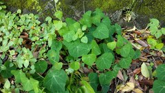 Stephania cephalantha