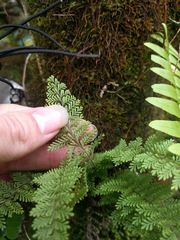 Adenophorus tamariscinus