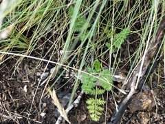 Chaerophyllum eriopodum