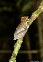 Osteocephalus planiceps