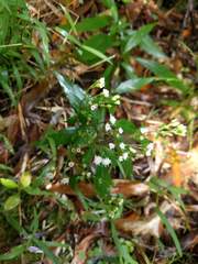 Ageratina riparia
