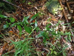 Ageratina riparia