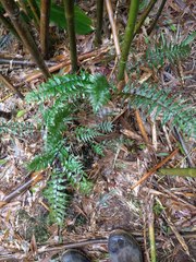 Asplenium contiguum