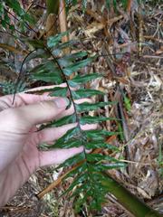 Asplenium contiguum
