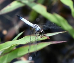 Aethriamanta gracilis