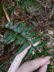 Asplenium contiguum