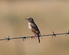 Cisticola aridulus