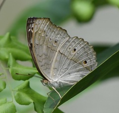 Junonia atlites atlites