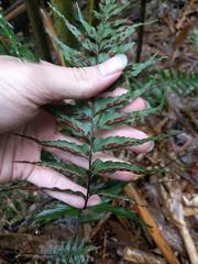 Asplenium contiguum