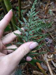 Asplenium contiguum