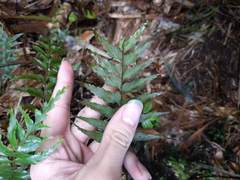 Asplenium contiguum