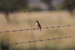 Cisticola aridulus