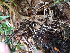 Asplenium contiguum