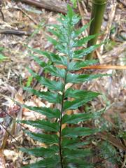 Asplenium contiguum