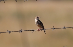 Cisticola aridulus