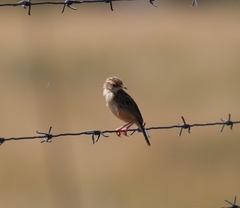 Cisticola aridulus