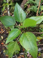 Touchardia latifolia