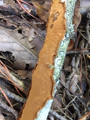 Hymenochaete cinnamomea
