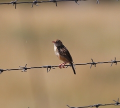 Cisticola aridulus