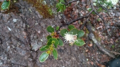 Eucalyptus vernicosa