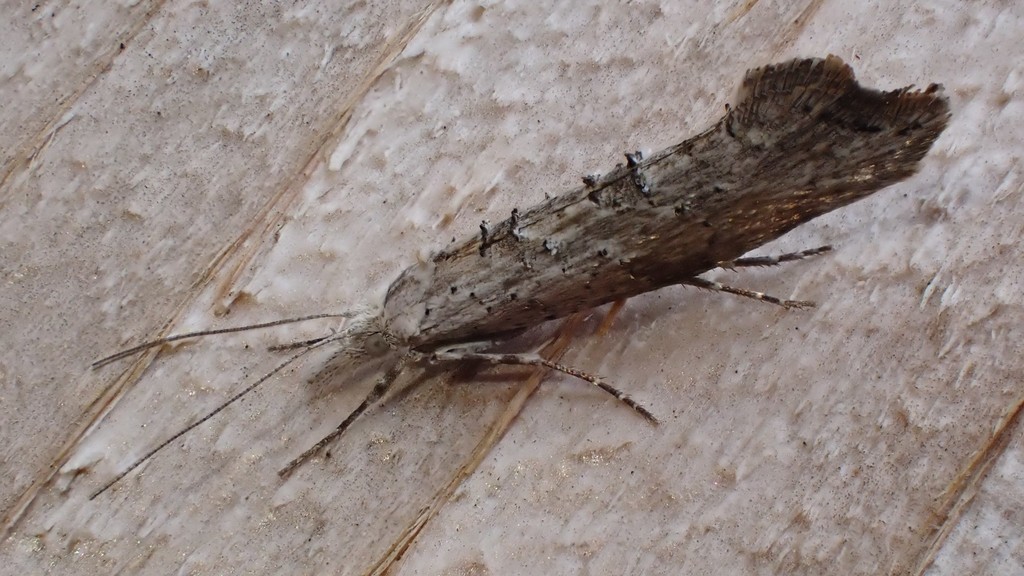 Ypsolopha falciferella