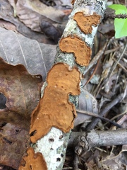 Hymenochaete cinnamomea
