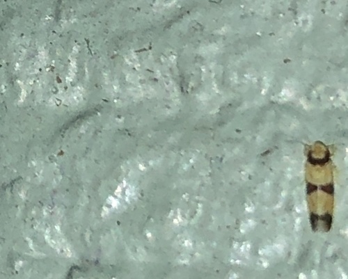 Cicadellidae image