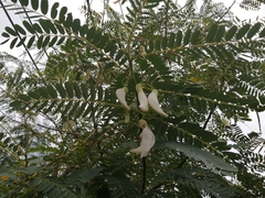 Sesbania grandiflora