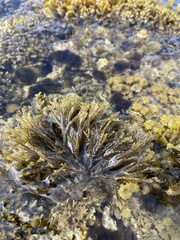 Chnoospora minima